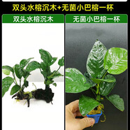 水榕水草植物魚缸造景沉木帶水草溶定植大水榕迷你幽靈辣椒榕陰性 沉木套餐【雙頭大葉榕沉木+小巴榕1顆