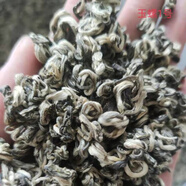 麥茶人2025新茶云南春尖普洱綠茶罐罐茶明前大葉種春茶葉袋裝 玉螺1號 一斤 500g