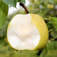 砀宁果品百年老梨树砀山梨青冠酥梨贡梨新鲜水果(200克以上) 酥梨2斤
