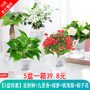 綠有意綠植盆栽多肉花卉盆栽植物室內(nèi)桌面水培綠植辦公室客廳植物懶人 推薦5盆】發(fā)財(cái)樹(shù)組合裝+肥