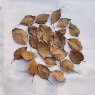 枯樹葉楓葉干花標(biāo)本真枯葉裝飾天然落葉貼畫干樹葉梧桐葉手工葉子 香樟葉(5000片左右) 樹葉