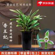 劉閣蘭花蘭花苗世界上超香四季蘭帝王妃 金邊矮種夏帶濃香花苞花卉盆栽 3大壯苗+硬塑黑盆+2包土