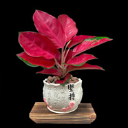惜林園吉利中國紅盆栽室內如意皇后花觀(guān)葉植物吉祥如意萬(wàn)年紅萬(wàn)年青系列 吉利紅+堅持盆 帶盆發(fā)貨