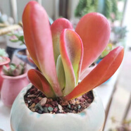 多肉組合盆栽陽(yáng)臺(tái)盆栽喜陽(yáng)植物新手福利按圖發(fā)貨品種花卉好養(yǎng) 火狐貍【5-6厘米】塑料盆栽好