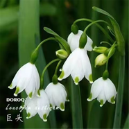 鈴蘭花盆栽花卉植物室內(nèi)四季種球植物帶芽濃香耐寒花苗種花好養(yǎng)活 白色鈴蘭四季開花 1顆帶芽根