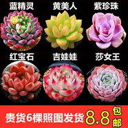 多肉組合盆栽陽臺盆栽喜陽植物新手福利按圖發(fā)貨品種花卉好養(yǎng) B款6種不帶盆土