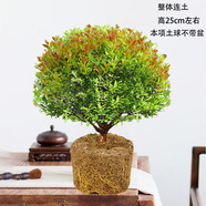 金絲楠木盆裁小葉赤楠盆景造型金絲楠木盆景小葉楨楠樹(shù)苗 五年【土球-不帶盆】 帶盆栽好