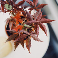 聽雪樓DOLV 豆綠 日本紅楓 日系浪漫風(fēng)情植物四季變色 北歐風(fēng)植物 日本紅楓簡(jiǎn)易盆 含盆