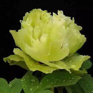 牡丹花苗盆栽正宗洛陽(yáng)帶花苞牡丹花種大苗纏枝重瓣花卉牡丹花樹(shù)苗 包活到開(kāi)花綠玉(3-5分叉)+生 不含盆