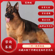 蒂瑞科純種德牧幼犬弓背黑背德國(guó)牧羊犬活體大型狼狗獵犬寵物狗 寵物級(jí) 起售價(jià)