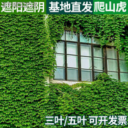 懿儱佩爬山虎爬藤綠植物四季長(cháng)青藤室外庭院三五葉護坡藤蔓攀爬墻虎樹(shù)苗 三葉 五葉爬山虎/試種裝【各5棵 不含盆