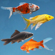 貝冠奇 冷水觀賞魚(yú)錦鯉魚(yú)小金魚(yú)草金鯽魚(yú)淡水魚(yú)寵物魚(yú)活體闖缸魚(yú) 黃+黑+紅+蘭花草 各1條(13-15cm)