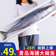 漁哥戲魚鲅魚銷量5萬+條 青島大鲅魚送禮禮盒鲅魚整條海魚馬鮫魚冷凍鮮活 凈重5斤裝/5-8條