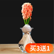 歐悟重瓣帶芽水仙花種球盆栽 百合花種球郁金香水養綠植花卉室內盆栽 橙色風(fēng)信子含盆套裝