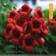 格秀潔凌霄花苗凌霄花樹苗庭院爬藤植物凌霄苗老樁大盆栽綠化攀爬紫藤苗 紅色凌霄5年苗（當(dāng)年開花） 苗