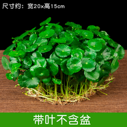 鑫干和銅錢(qián)草水培盆栽室內(nèi)室外花卉金錢(qián)草綠植吸綠植花草植物 銅錢(qián)草【一盆不含盆約300株】帶葉
