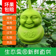 西游記人參果福娃新鮮水果人形娃娃貢果壽果節(jié)日禮品甜瓜制作現(xiàn)摘 1個裝