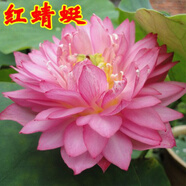 碗蓮種子水培植物四季開(kāi)花水養睡蓮荷花室內外盆栽花卉蓮花種籽子 (碗蓮)紅蜻蜓20?！局挥蟹N子】