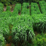 頡錚 牧草草種子大葉菊苣種子豬牛羊牧草草籽將軍菊苣豬草四季多年生 小粒黑麥草種子5斤