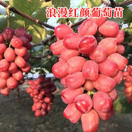 格秀潔葡萄苗樹(shù)苗盆栽 庭院爬藤果樹(shù)苗盆栽地栽當年結果南方北方種植 浪漫紅顏 12年苗【壓彎枝頭】