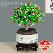 嫣藍(lán)金枝玉葉盆栽辦公多肉植物稀有品種老樁多肉花卉室內(nèi)盆景好養(yǎng)綠植 鳥(niǎo)語(yǔ)花香獨(dú)桿金枝玉葉+底座 原土發(fā)貨