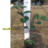 巨型情人節(jié)云南茶花盆栽帶花苞樹苗花卉大型嫁接四季重瓣名貴老樁四季茶花茶花室外花卉室內(nèi)花卉四季開花好養(yǎng) 5年50cm 兩枝條 含盆