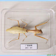 昆蟲標(biāo)本 蝴蝶標(biāo)本 昆蟲標(biāo)本真蟲 獨(dú)立盒包裝 學(xué)校幼兒園教學(xué)生 螳螂