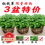 若綠銅錢草盆栽套餐 室內(nèi)盆栽植物土培水培花卉綠植源頭直發(fā)包郵 銅錢草三盆(原土帶葉發(fā)貨）