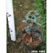 名貴黑色黑騎士山茶花盆栽帶花苞樹(shù)苗稀有茶梅龍巖墨川植物室內花客廳綠植室內花卉四季開(kāi)花花卉盆栽室內花 1顆2年精品小苗 不含盆