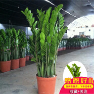 仟草集帶原盆帶土水培盆栽花卉金錢樹盆栽象征榮華富貴室內(nèi)盆栽花卉綠植 80cm-100cm一盆10棵原盆