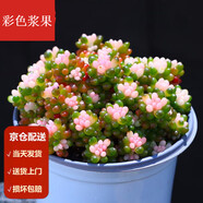 墨一【送貨上門】多肉植物帶盆大顆多肉植物盆栽組合辦公室內(nèi)桌面花卉 彩色漿果 冠幅約 9cm 帶盆栽好