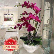 歐悟 蝴蝶蘭花苗盆栽室內(nèi)觀花植物桌面陽臺年宵花卉四季開花綠植花卉 女王蝴蝶蘭+透明原盆+原土