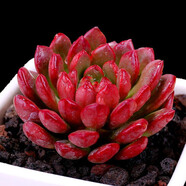 億昂多肉植物/肉肉植物組合盆栽綠植花卉肉肉室內(nèi)陽臺 紅寶石+彩色盆+土 含盆