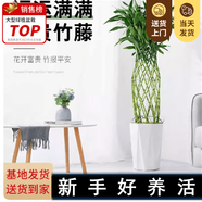 嘆為觀(guān)止大型植物發(fā)財樹(shù)各種大顆盆栽開(kāi)業(yè)喬遷客廳辦公室內好養大型花卉 富貴竹籠【1.5-1.7米】 含盆