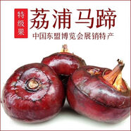 廣西馬蹄  荔浦荸薺 現(xiàn)挖現(xiàn)發(fā) 地梨地栗 時令新鮮 精選特大5斤9斤 5斤精品特大果
