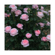 寶御安龍沙寶石爬墻藤本月季薔薇特大花苗濃香四季開(kāi)花庭院別墅陽(yáng)臺植物 瑞典女王 母本大苗 不含盆