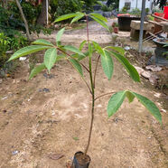 紅木棉樹(shù)本地鄉(xiāng)土樹(shù)木紅花木棉廣東木棉樹(shù)苗廣州木棉花名貴苗木 本地木棉30-40公分高