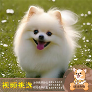 夢茜兒純種博美犬球形博美幼犬活體寵物狗狗茶杯犬博美狗小白狗小體博美 寵物級 家庭款 公