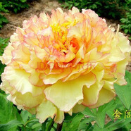 涵山菏澤觀賞牡丹花苗盆栽庭院花卉洛陽牡丹樹苗室內外陽臺重瓣大花 11金閣 2到3分支