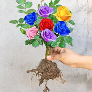 七抒藍(lán)色玫瑰花苗盆栽多色妖姬四季開花卉植物室內(nèi)月季花苗特大花濃香 嫁接8色2號2顆