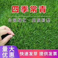 簡雪進(jìn)口草坪種子草籽矮生四季青庭院綠化四季常青護(hù)坡免修剪草種子 混播四季青種子1斤