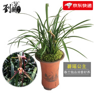 劉閣蘭花蘭花苗 香妃 有香味的夏帶花苞出售室內(nèi)外花卉綠植盆栽草觀花植物 碧瑤公主5苗加盆土肥，說明書