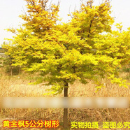 苗圃直銷(xiāo)綠化樹(shù)苗 日本橙之夢(mèng)黃金楓樹(shù)苗 紅楓樹(shù)苗 赤楓樹(shù)苗盆栽