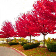 美國紅楓樹(shù)苗秋火焰紅楓苗紅點(diǎn)紅楓紅冠紅楓樹(shù)小苗耐寒耐旱彩色苗木日本紅楓苗庭院行道樹(shù)綠化樹(shù)苗南北方種植 5公分粗 其他