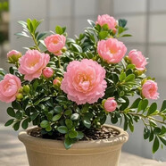 【新品】冬季種植耐寒濃香重瓣大花國風(fēng)雅韻青楊綠植花卉盆栽好養(yǎng) 新品促銷：粉色【重瓣濃香】四季常青+對版發(fā)貨 36年常青：精壯大苗【原土】能開96朵+肥