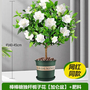 愛你一萬年梔子花盆栽花卉植物室內(nèi)綠植四季好養(yǎng)茉莉花源頭直發(fā)驅(qū)蚊組合包郵 棒棒糖梔子花40-45cm（加侖盆）