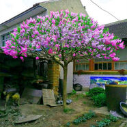丁香花苗 丁香花樹苗歐洲花苗花卉植物室內庭院風景樹耐寒四季紫丁香花盆栽 雙色 丁香4年苗以上(當年開花) 樹苗