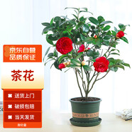 墨一茶花樹苗盆栽濃香型四季庭院室內(nèi)外耐寒花卉 茶花加侖盆源頭直發(fā)
