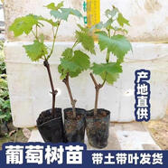 陽(yáng)光玫瑰葡萄樹(shù)苗盆栽包成活帶土果樹(shù)苗南北方種植葡萄苖當年結果 三顆任選品種（優(yōu)惠套餐） 30cm(含)-40cm(不含)
