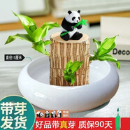綠蔭巷子帶芽巴西木好養(yǎng)活水培植物幸運木桌面綠植小盆栽辦公室內(nèi)水養(yǎng)送禮 帶芽11cm【寬邊大白瓷盆】熊貓 【大號】直徑7-8厘米 含營養(yǎng)液
